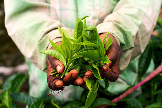 Why Tea Stories Matter in Fair Trade