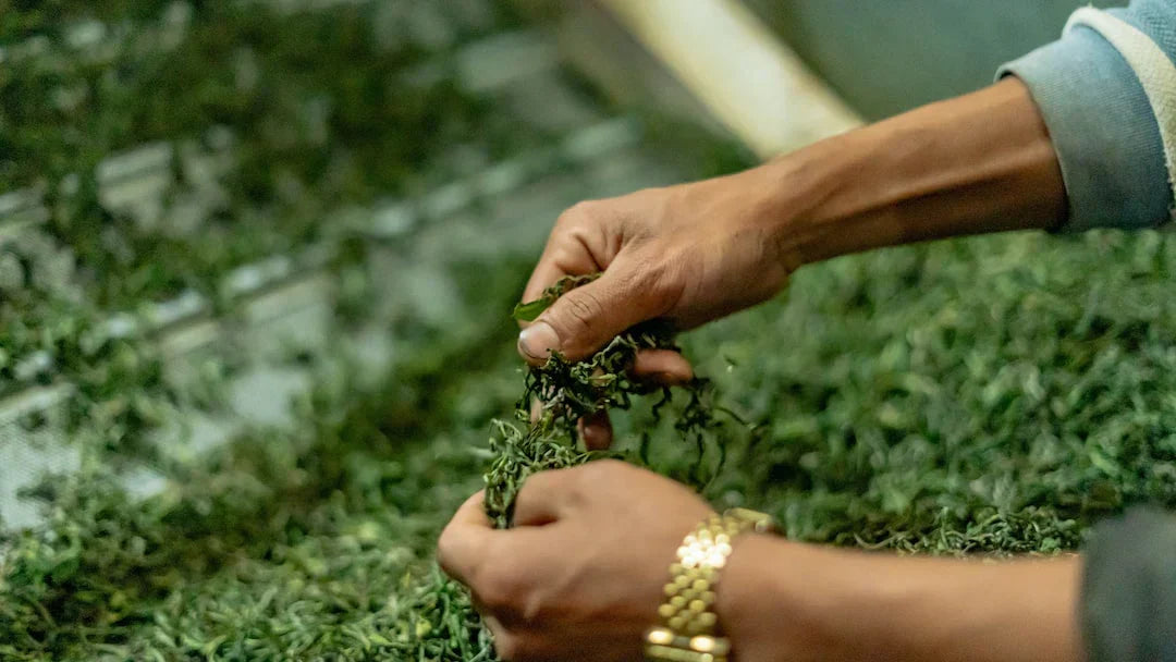 Experience Authentic Tea Stories: Tea Tourism