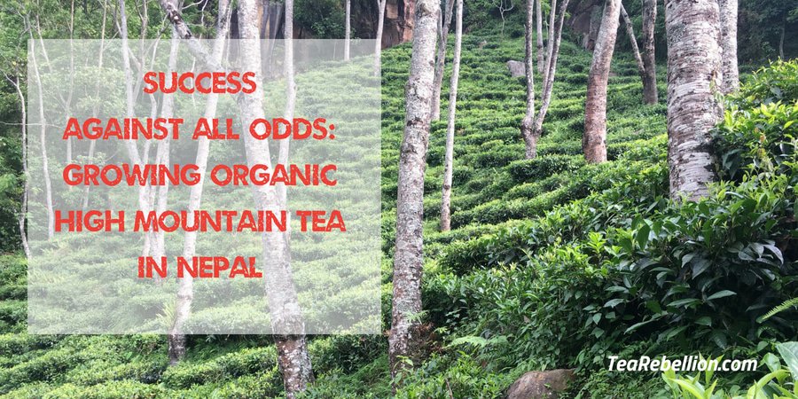 Success Against all Odds: Growing organic High Mountain Tea in Nepal - tearebellion