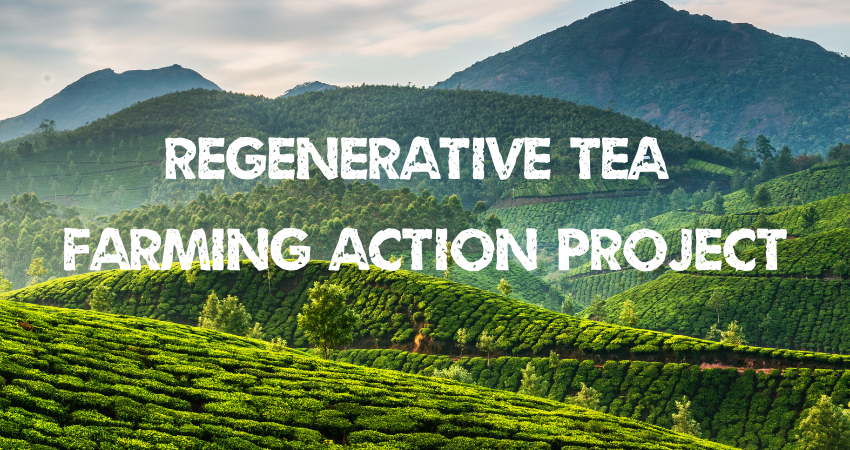 Regenerative Tea Farming Actions Project - Accelerating Carbon & Nature Action, Measurement and Rewards