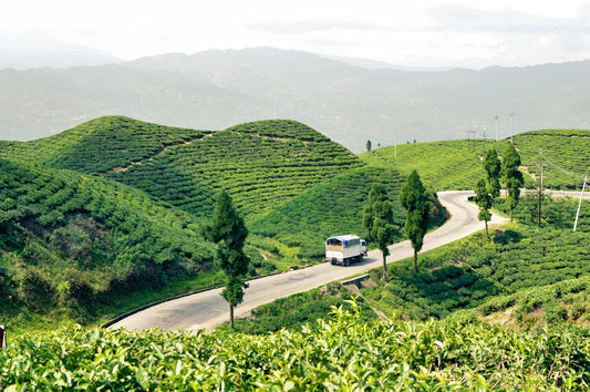 A Nepal tea travel adventure - Tea Rebellion goes to Kathmandu, Ilam and Phidim