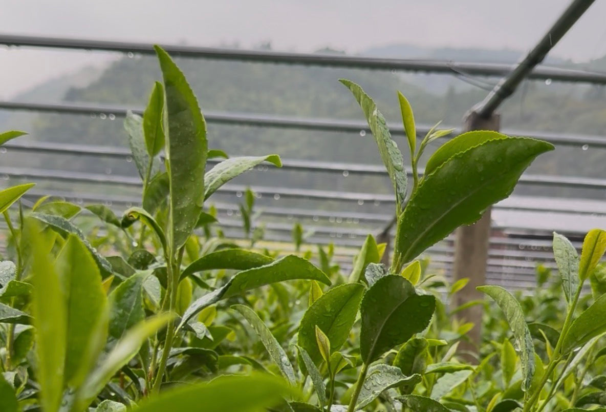 Tea Rebellion's Yame Sourcing Trip: Inside Japan's Gyokuro Heartland