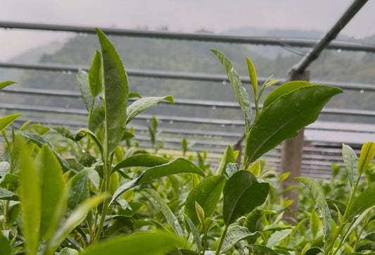 Tea Rebellion's Yame Sourcing Trip: Inside Japan's Gyokuro Heartland