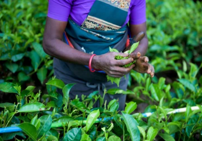 Ethical Sourcing Spotlight: How Tea Rebellion Brews Change from Farm to Cup