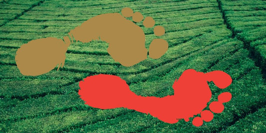 Tea Rebellion_Tea Footprint