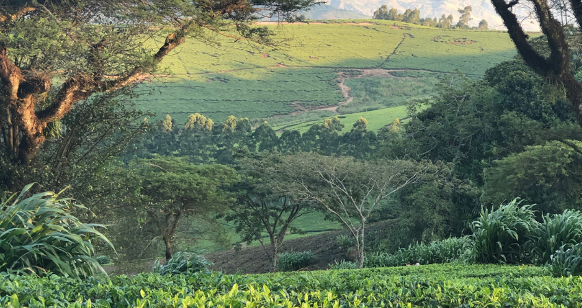 The Fascinating Journey of Satemwa Tea Estate
