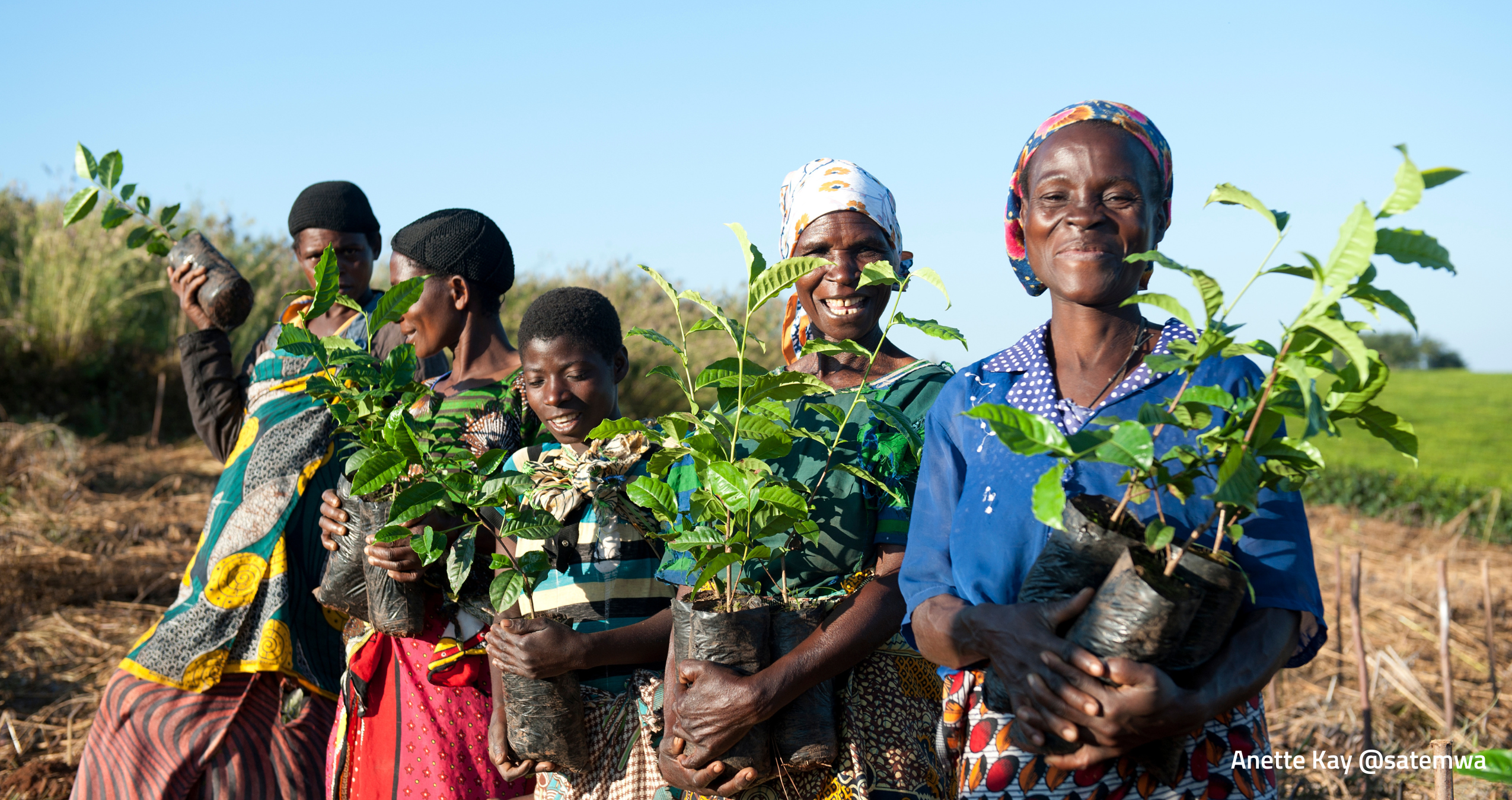 We joined the Satemwa Tree Planting Club!