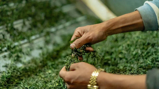 Experience Authentic Tea Stories: Tea Tourism
