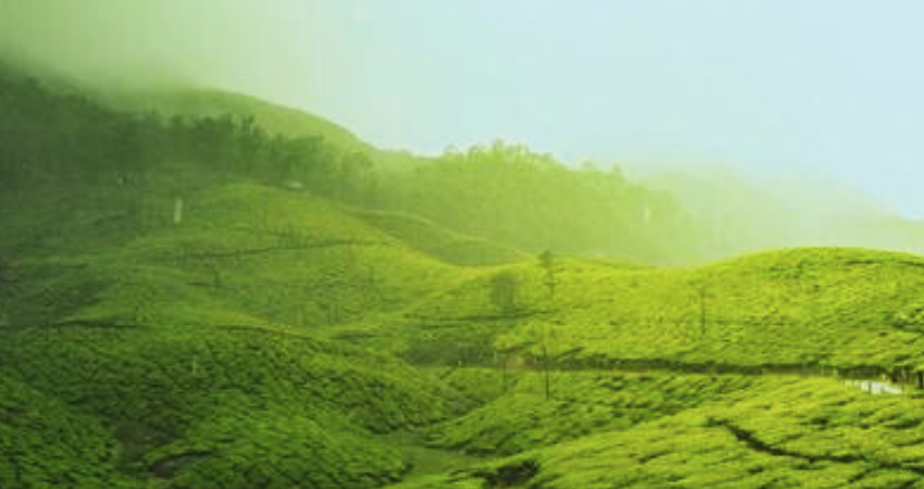 Embrace Transparency in the Tea Industry