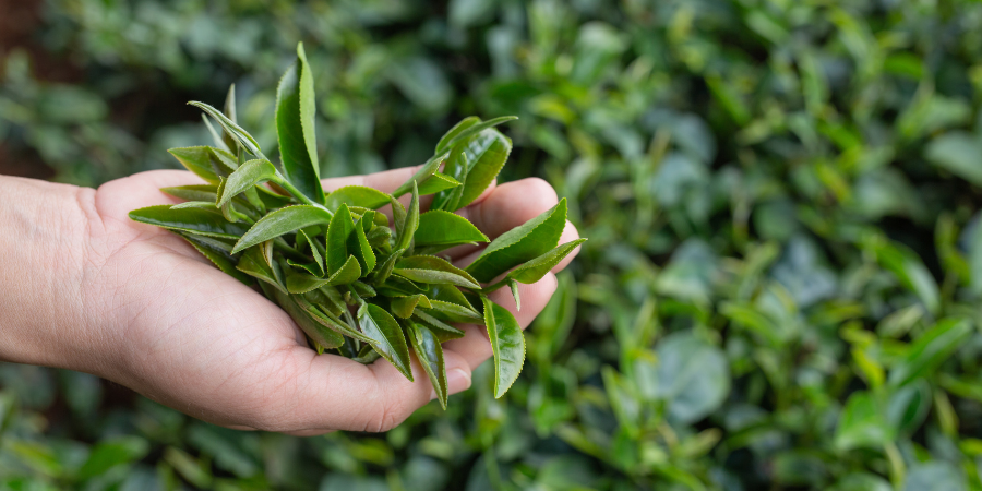 From Soil to Sip: How Regenerative Farming Creates Better Tea