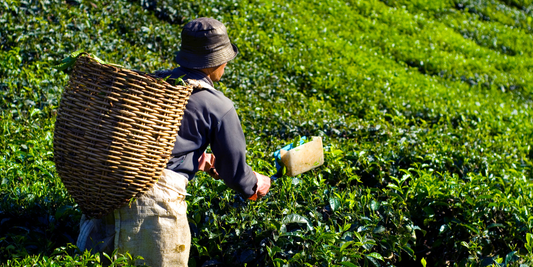 Behind the Scenes of Global Tea Competitions