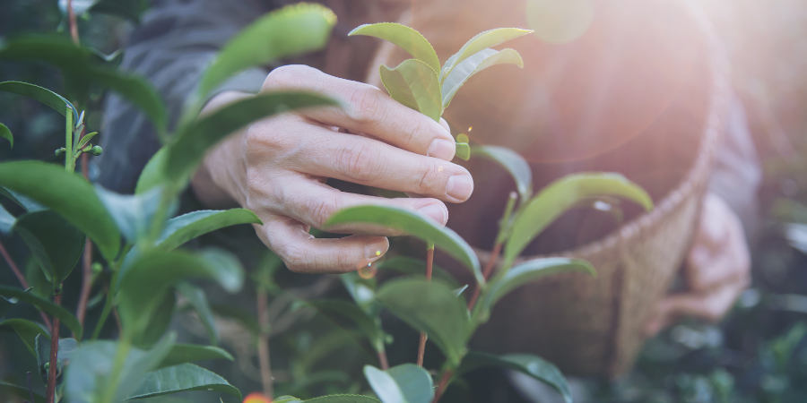 Celebrate B Corp Month with Tea Rebellion