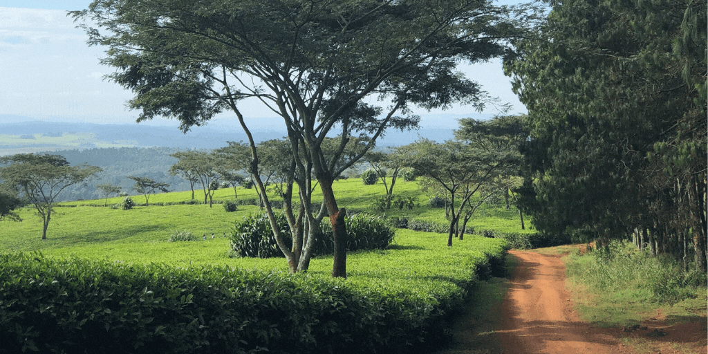 Tea adventures from the warm heart of Africa