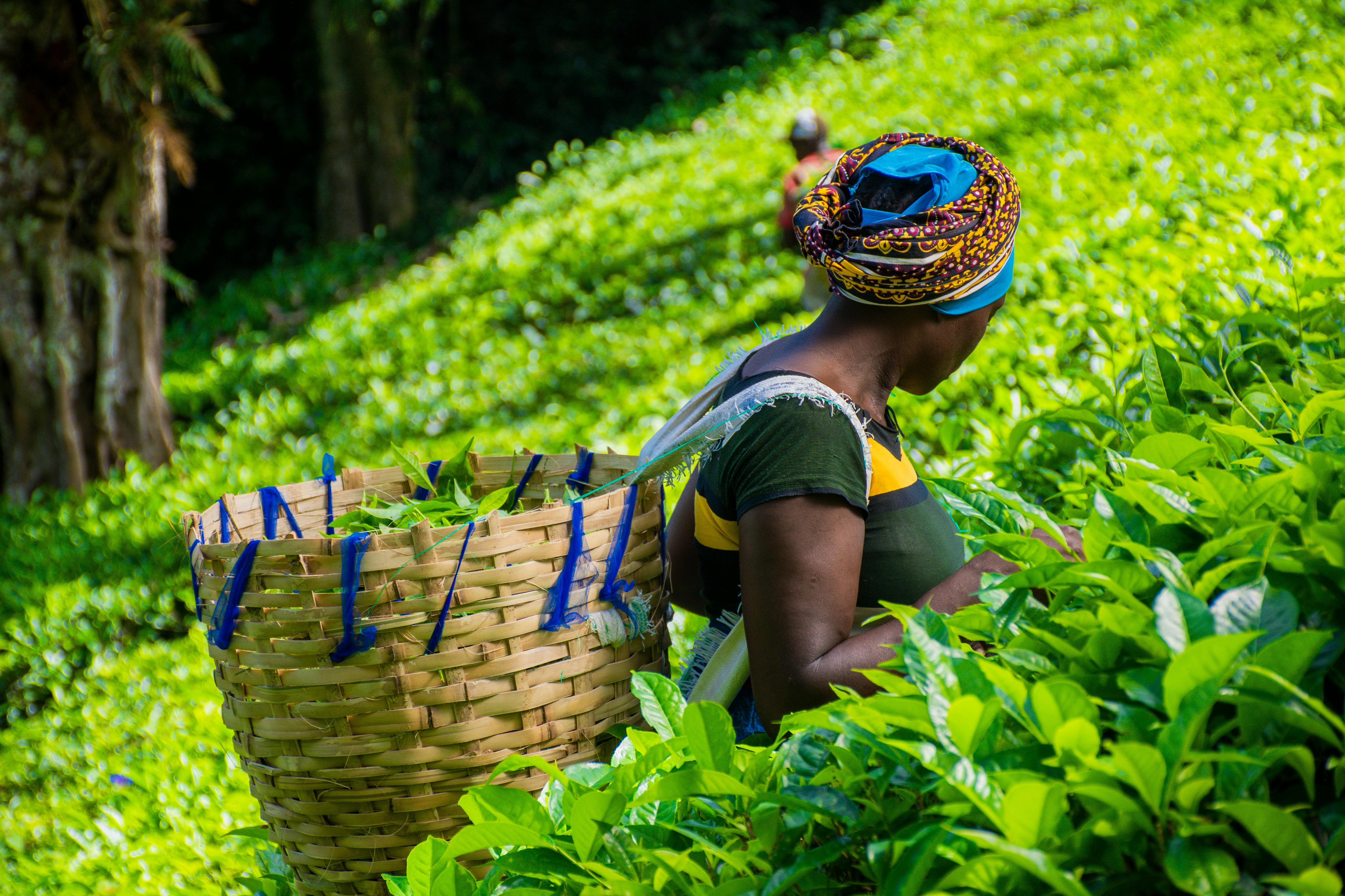 8 Sustainable Tea Practices to Incorporate in Your Daily Routine